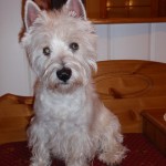 Agility-Helmi