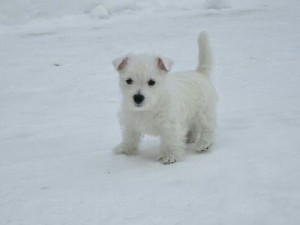 Jope ulkoilee!