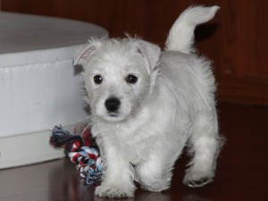 Lulu uudessa kodissa