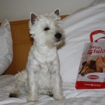 Lilli hotellissa!